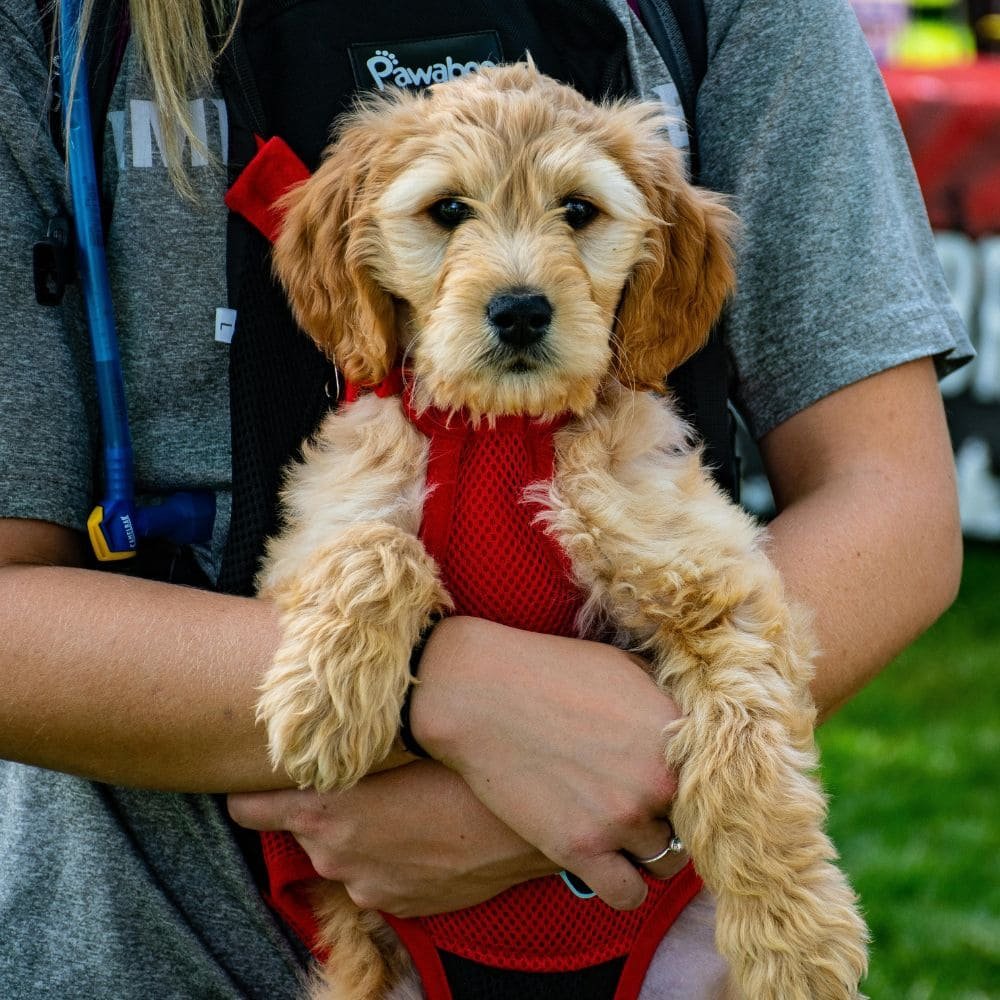 Quel est le meilleur sac ventral pour chien ?